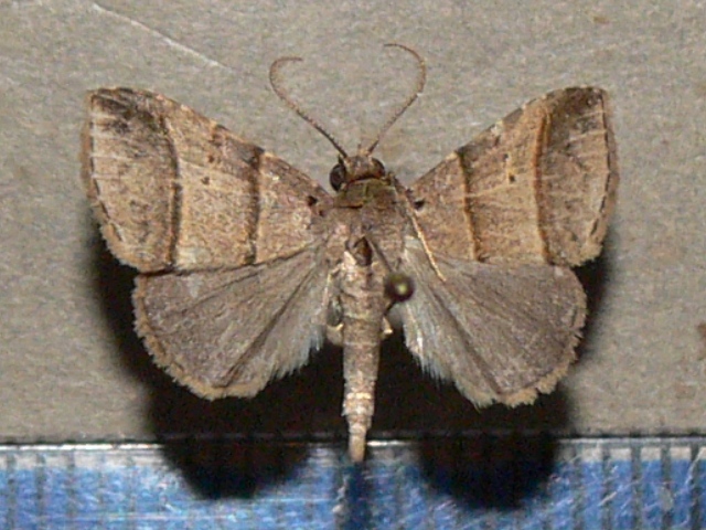 Plecoptera sp2
